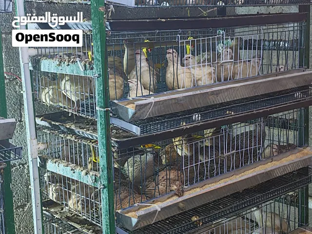 قفص بطارية السمان شبه جديد