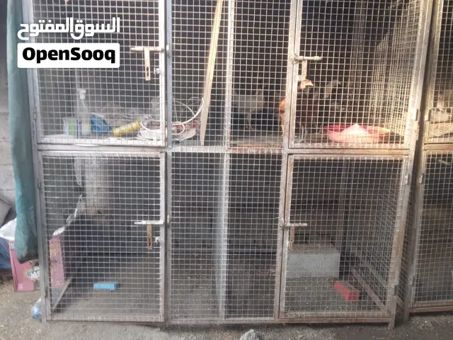 قفص الدجاج