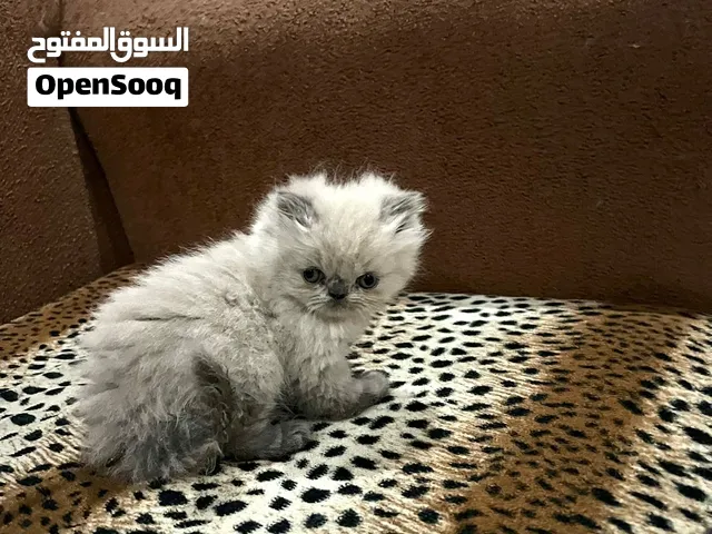 قطة انثى هملايا عمره شهر اسبوع بس ما تمشي عل رجلها ما بعرف سبب