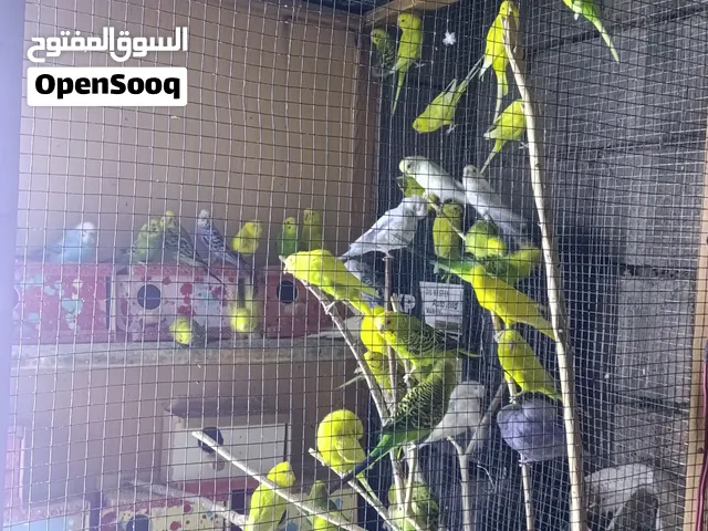 سلام عليكم