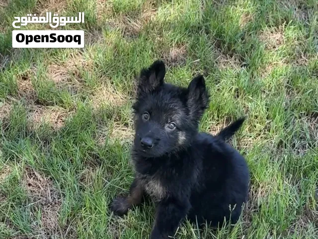 جرو جيرمن تلت شهور