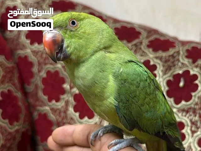دره العمر سنه