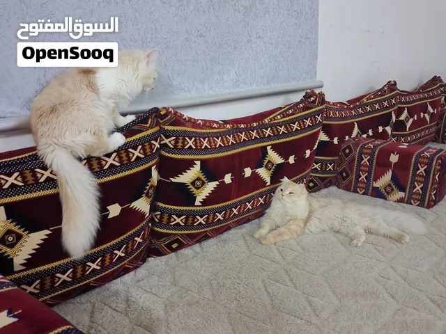 قطط اثنين كلها دكور