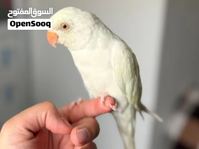 ببغاء درة لون نادر ابيض نقي اليف