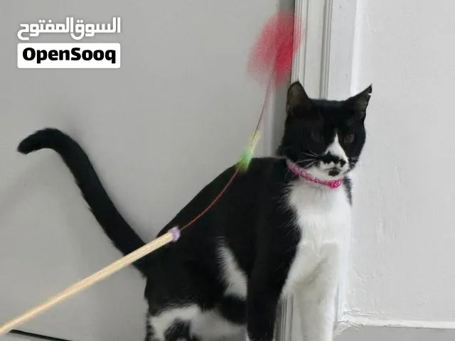 للتبنّي: قط أليف وحنون يحب الأطفال
