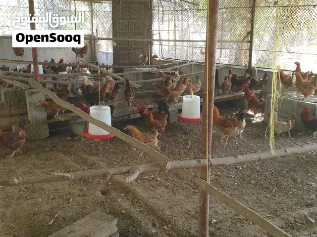 للبيع دياكه فرنسيات كولمبي أحمر عدد 50