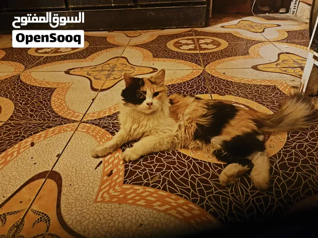 قط شيرازي تقريبا5اشهر