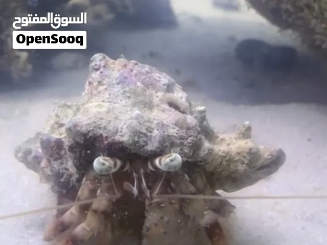 للبيع 2 السرطان الناسك بو علوه / 2 hermit crab
