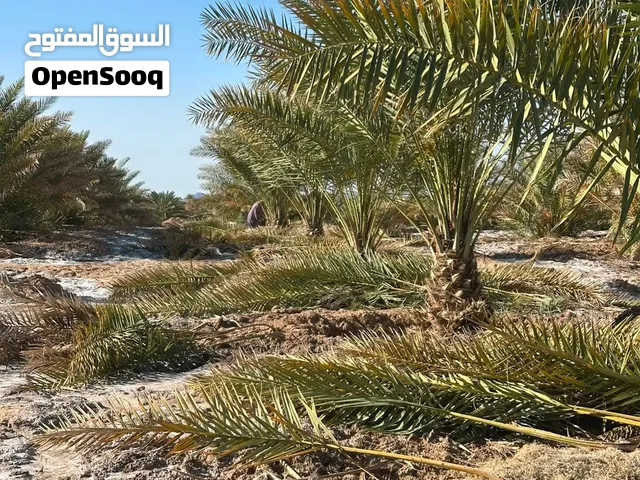 نخل للبيع عربي مثمر جميع انواع النخيل الزينه