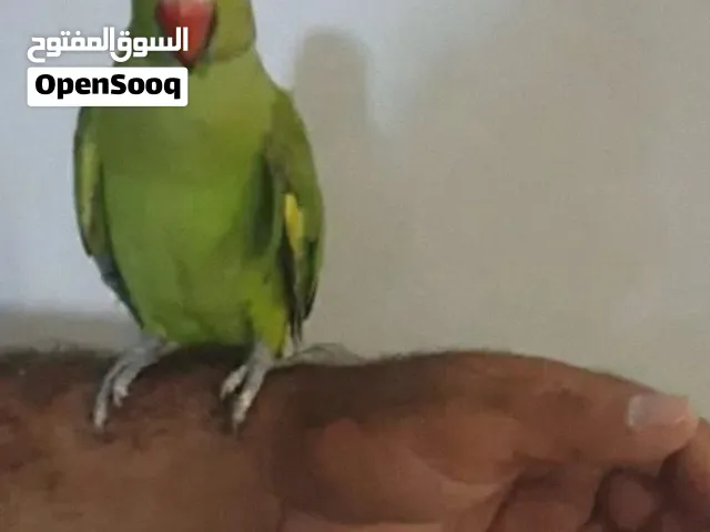 دره اليف بدون كلام بدون قفص