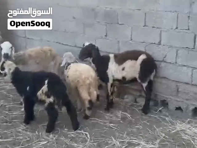 غنم للبيع تتلبييس
