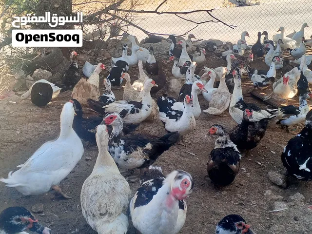 50انثي بط بلدي