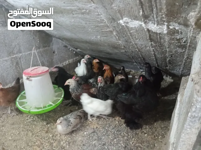 فرخات كوتشيان على وجه الشغل بسعر مغري