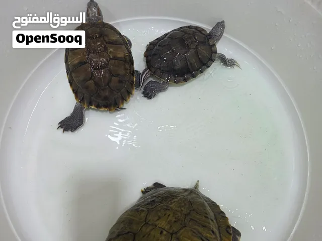 سلاحف برمائية للبيع ..