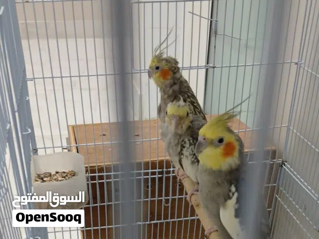 طيور كروان