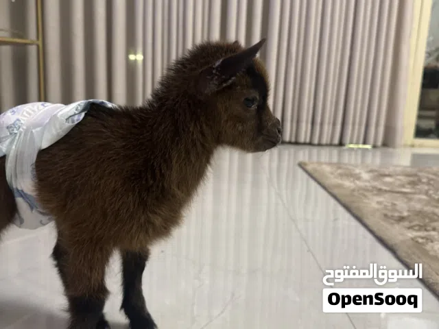 ماعز قزم بلجيكي