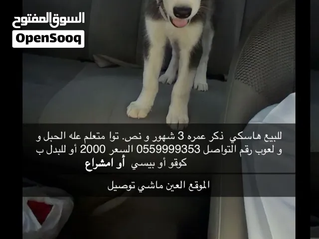 جلب ينفع تدريب و ينفع ل الي يحب يمشي وايد