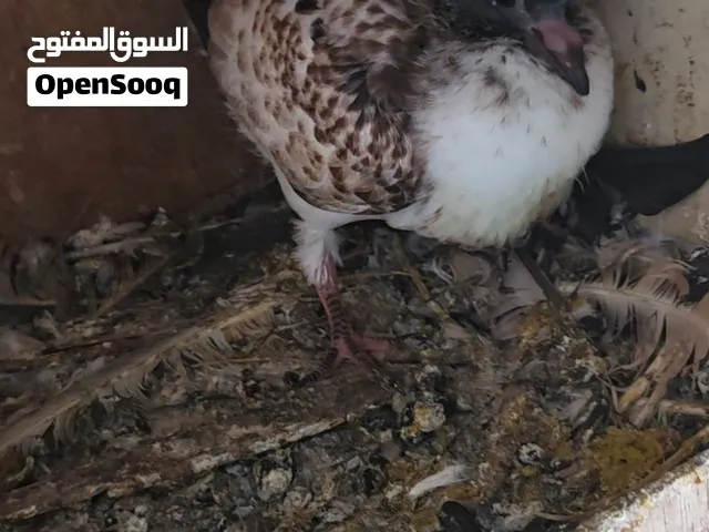 حمام منوع للبيع