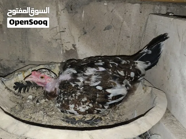 دجاجة ام ركيبة كاركة