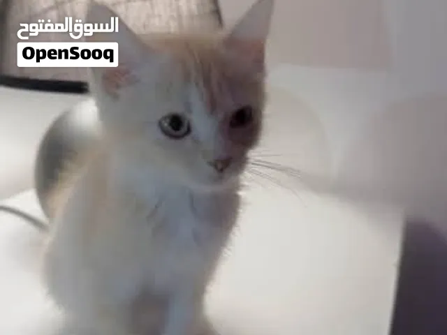 قطط للبيع شوف الوصف