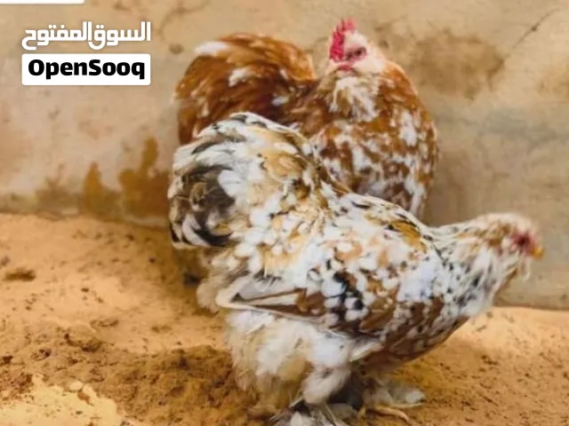 فروج زهري لحيه وتاج حاجه ربي يبارك