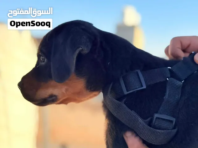 جرو روت العمر شهرين كافة المطاعيم