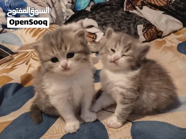 Persian kittens for sale