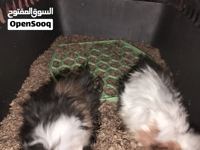 ارنب هندي 20 دينار