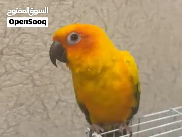 صن كنيور اليف 750 درهم