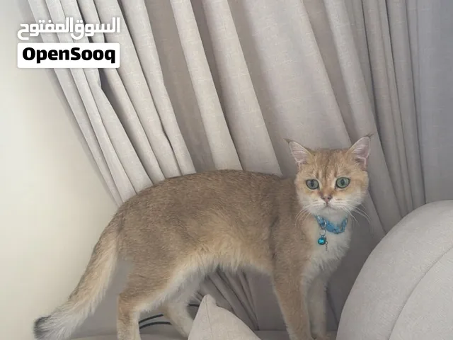 قط برتش شورت هير بريطاني بيور اصلي