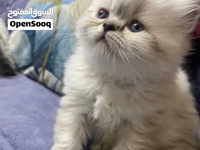 كتن هملايا بيور