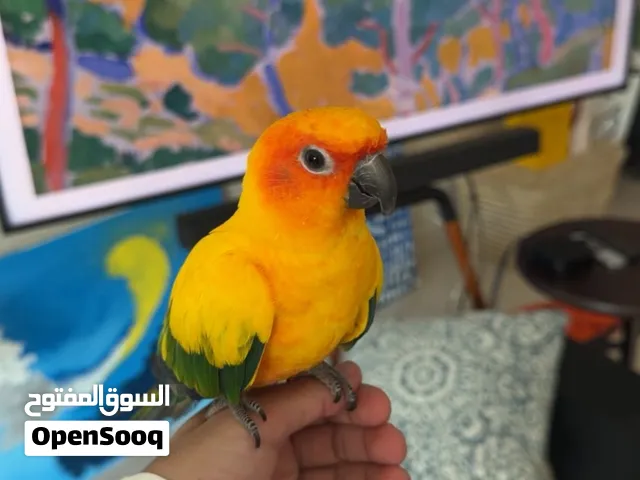 Sun conure parrot 7months old  850AED