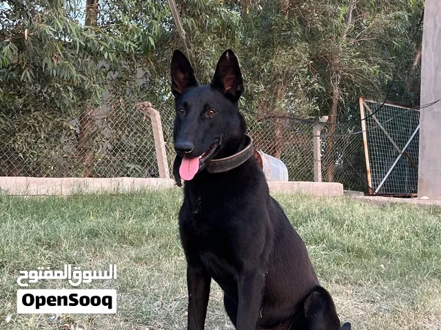 مالينو صيني للتزاوج للتزاوج