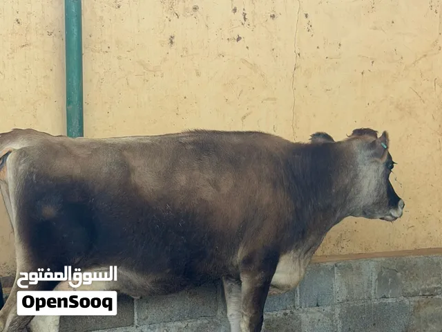 بقره جيرسيه بيور جمه عشار شهرين فحص دكتور اقرأ وصف جيداً