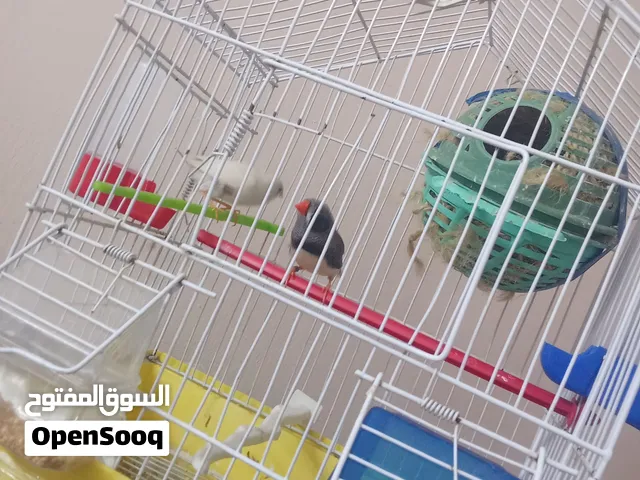 عصافير جنه