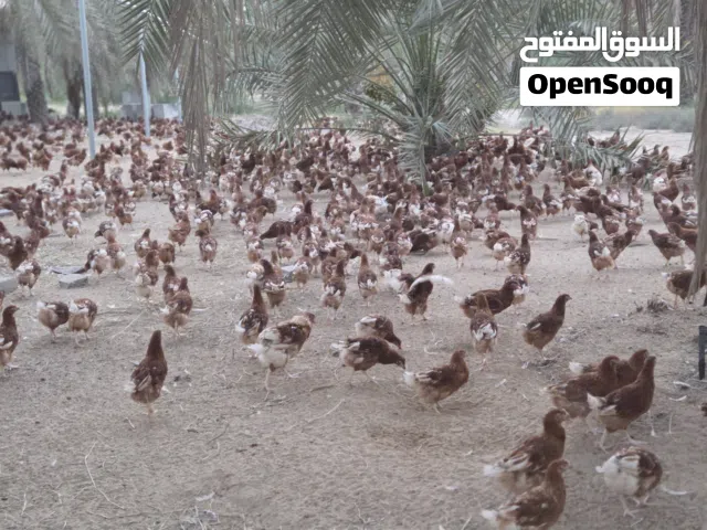 Live Farm Chicken  Lohman brown chicken دجاج حي من المزرعة – Free Range – Dubai