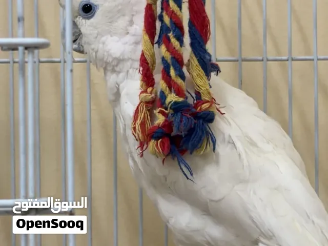 كوكاتو دوكورب