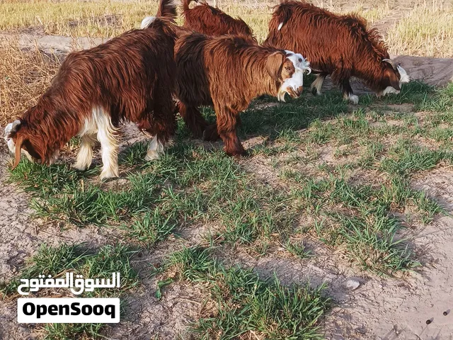 3 تيوس وسخلة سمان أعمار 6 الى7 شهور تربيه او ذبايح الحلال خالي من العذاريب