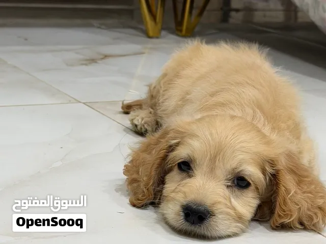 كلب كوكر سبانيل