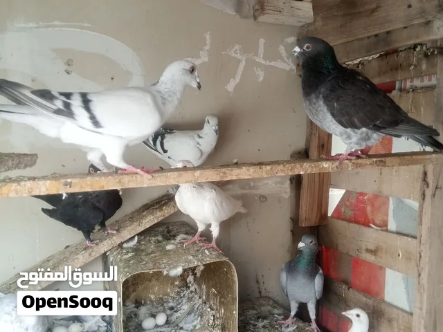 حمام مشكل شفار