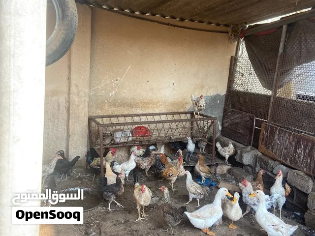 بط عمرهن ستة أشهر