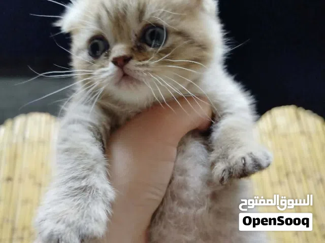 سكوتش فولد