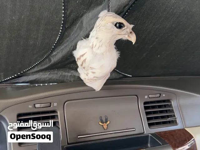 تعليقة رأس الصقر فخم