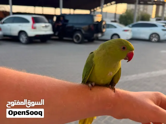 ببغاء درا متو اليف
