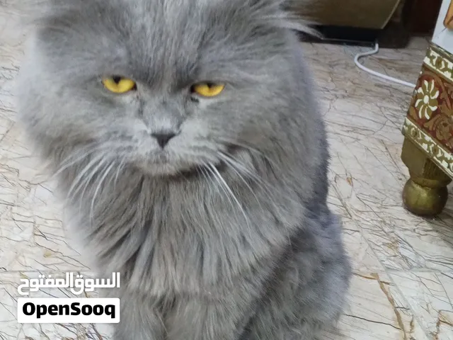قط ذكر للتبني هجين سكوتش رصاصي مع شيرازي  بصحه جيده ومعه دفتر صحي