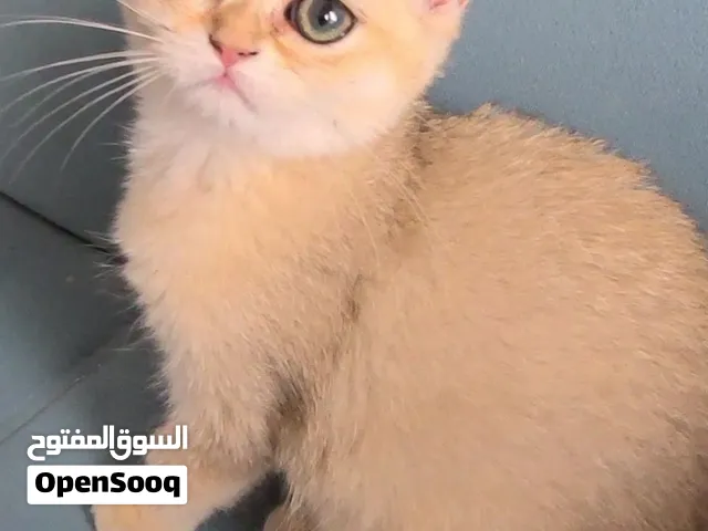 قطط جولدن وجولدن بوينت عمر 3 شهور