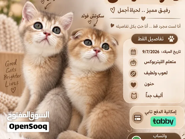 الأحسن والأجذب:   ذكران سكوتش مميزان جدًا للبيع  Fold & Straight