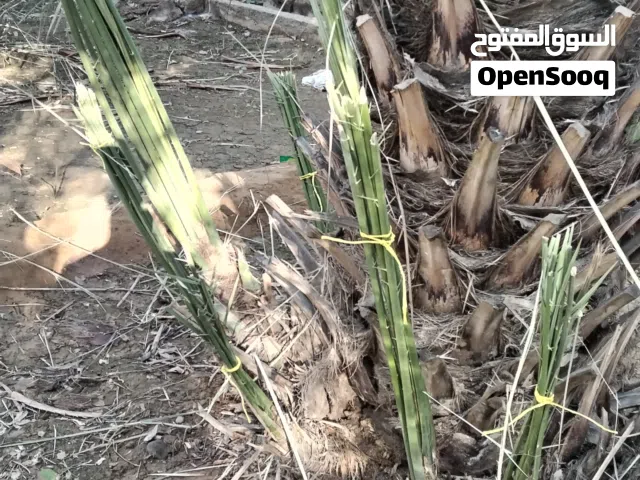 فسائل صرم مخلتف الاصناف والاحجام..