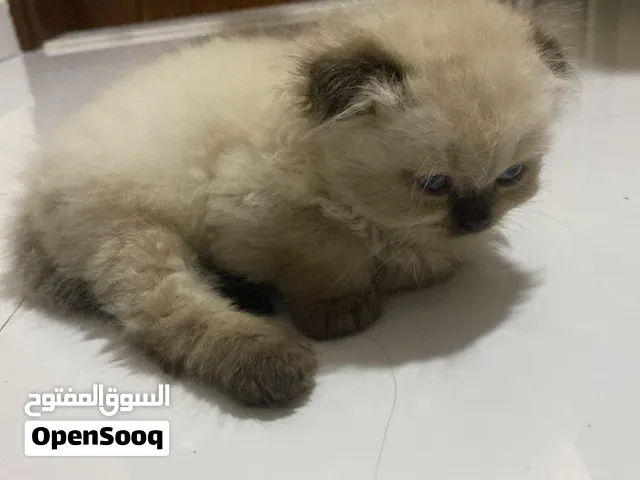 قطط صغيرة ذكور وايناث
