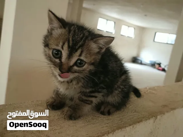 بسه وبنوتتها لتبني
